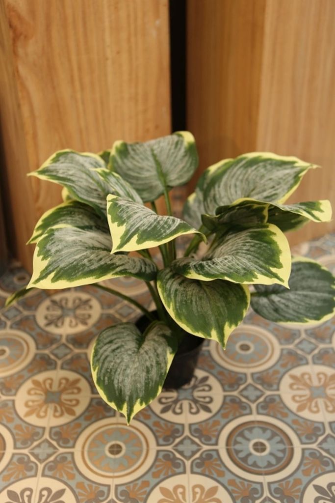 Gilde Deko Hosta/Topf"Juno" grün VE 2 (BxHxL) cm x 53 cm x cm F&S Art-Nr.187405 Sie kaufen hier immer ein Set von 2 gleichen Artikeln.
