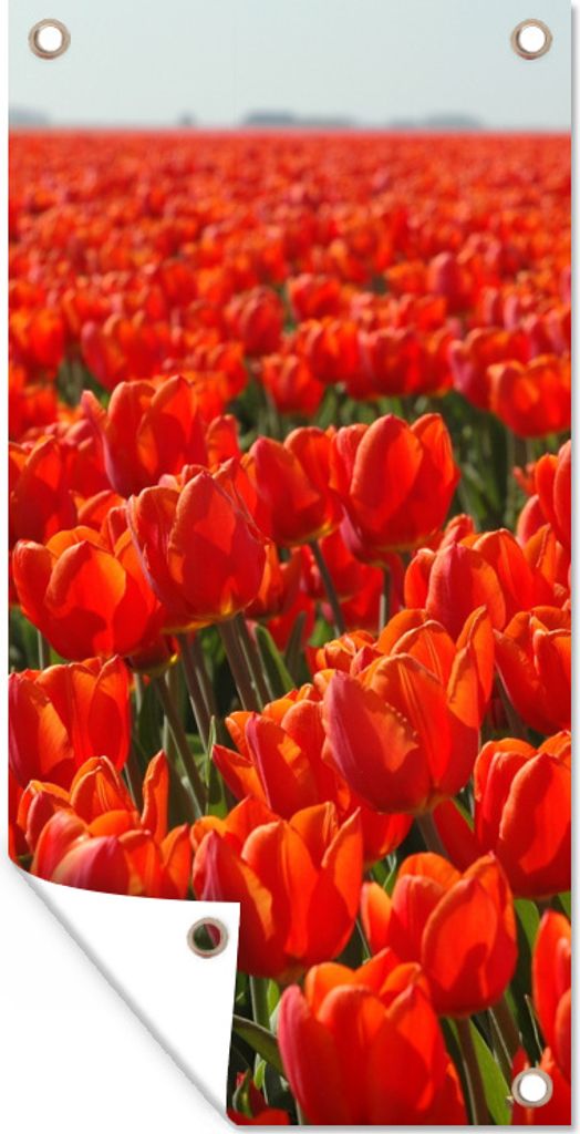 MuchoWow 40x80 cm Outdoor-Poster Gartendeko Sichtschutz Garten Poster für den Garten Ein großes Feld mit nur roten Tulpen