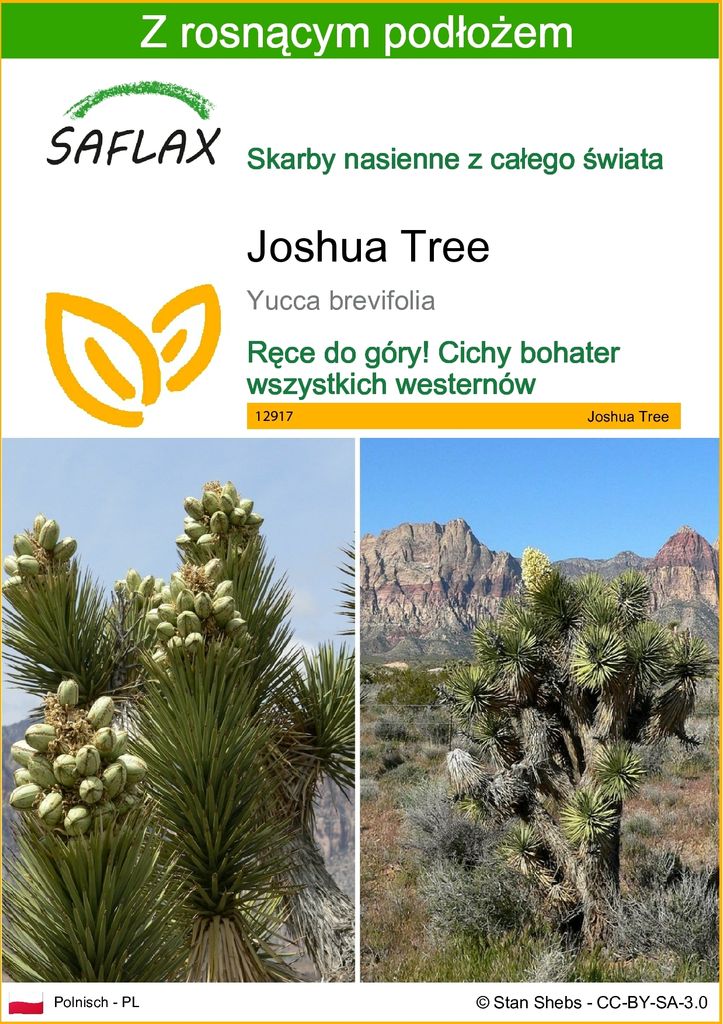 SAFLAX - Joshua Tree - 10 Nasiona - Z podłożem uprawowym Zdjęcie produktu 