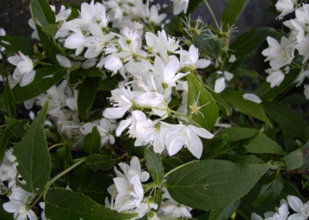 Deutzia gracilis - Maiblumenstrauch 40-60cm Produktbild 