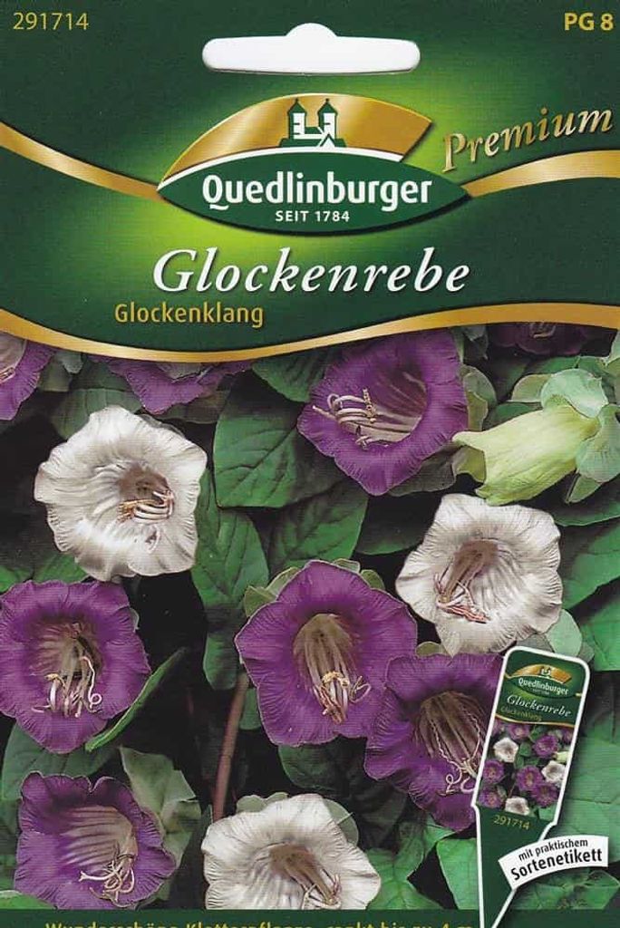 Quedlinburger Saatgut - Glockenrebe Glockenklang - Nasiona Zdjęcie produktu 