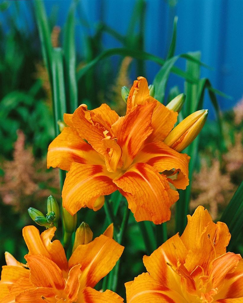 Hemerocallis fulva 'Kwanso', Taglilie, orange, ca. 11x11 cm Topf