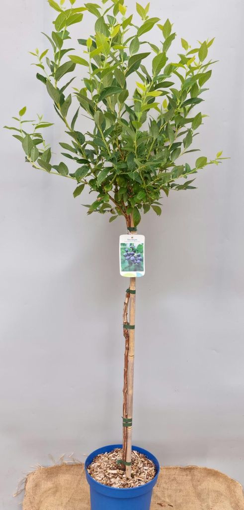Heidelbeere Stamm ca. 60 cm winterhart Pflücken ohne Bücken Produktbild 