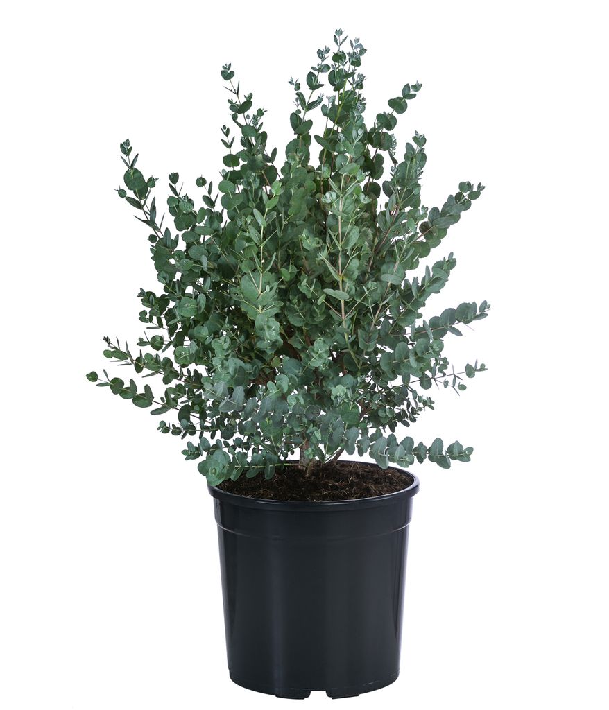 Dehner Eukalyptus Busch, immergrün, ca. 50-60 cm, Ø Topf 24 cm, Zierstrauch