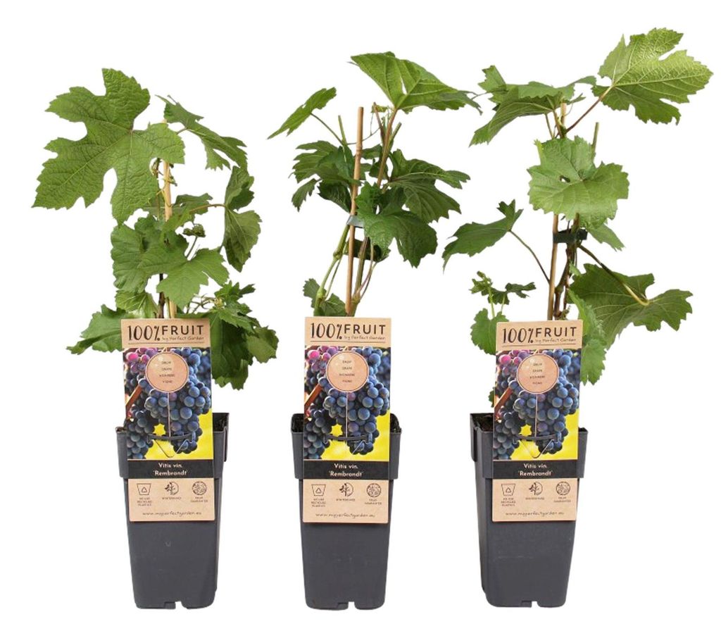 3x Weinrebe XXL 50cm Vitis 'Rembrandt Produktbild 