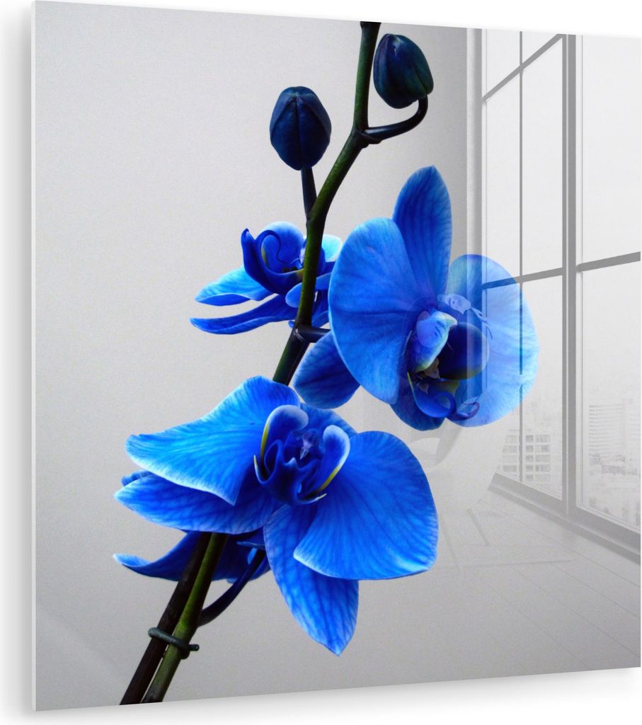 MuchoWow Glasbilder - Bilder auf Wandbild - Foto auf Glas Blaue Orchidee 20x20 cm Wanddekoration aus Glas - Acrylglasbild - Acrylbilder - Bilder vo...