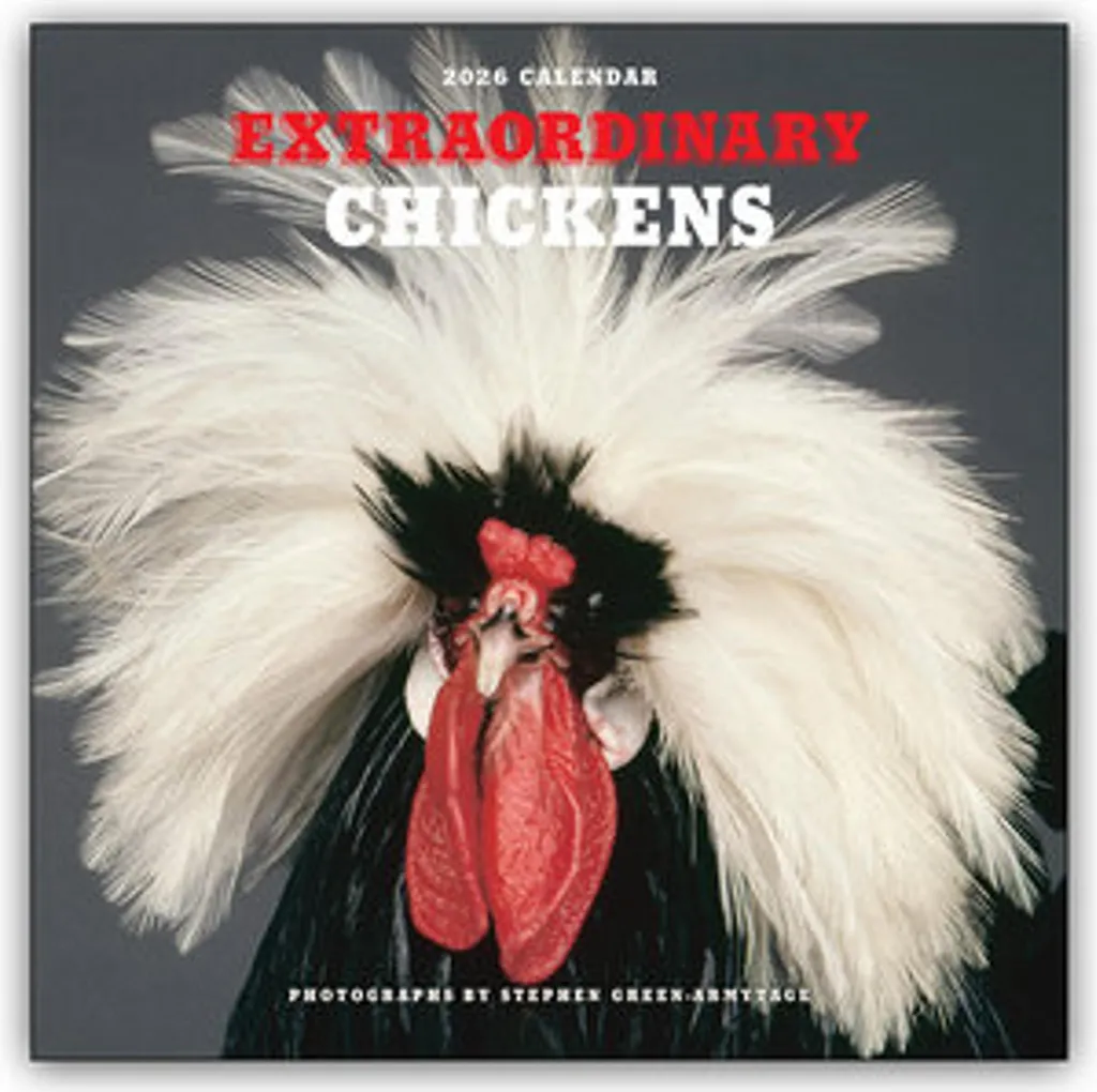 Calendrier 2026 Poules Extraordinaires pour Bureau et Cuisine - Mural