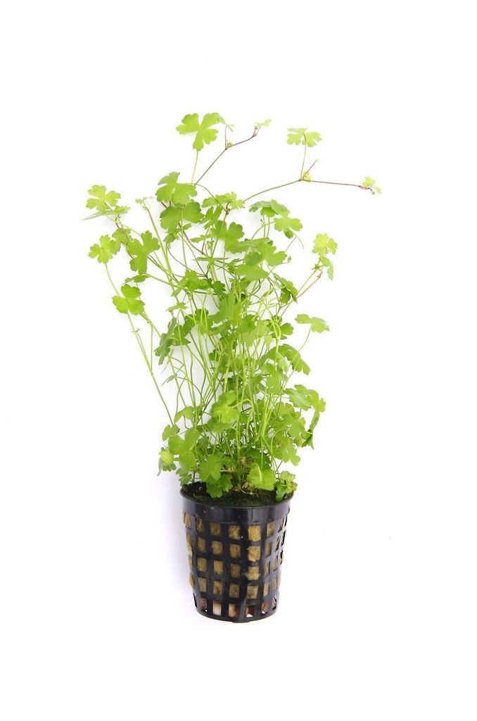 Hydrocotyle tripartita Kleeblatt Wasserpflanze Produktbild 