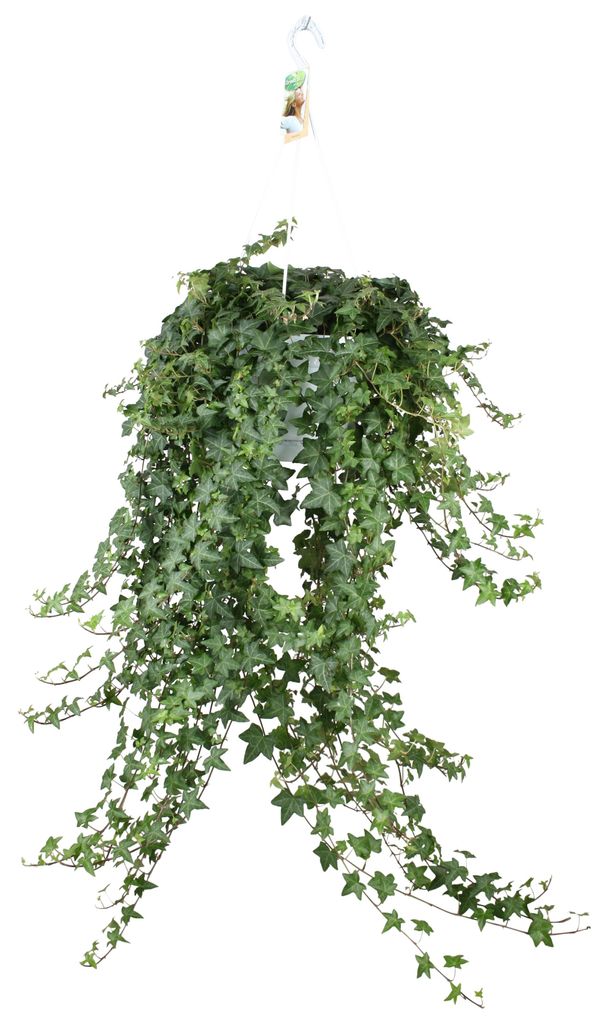 Hedera Helix Pitsburg con vaso sospeso XXL - 70-80cm - Immagine del prodotto 