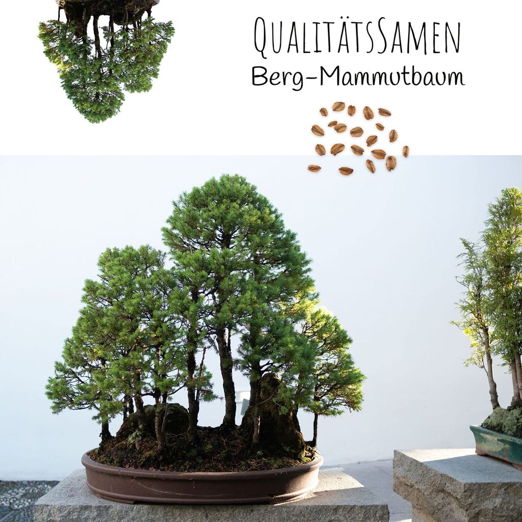 bonsai im flaschengarten Flaschengarten - Egg XL Bonsai main image 1