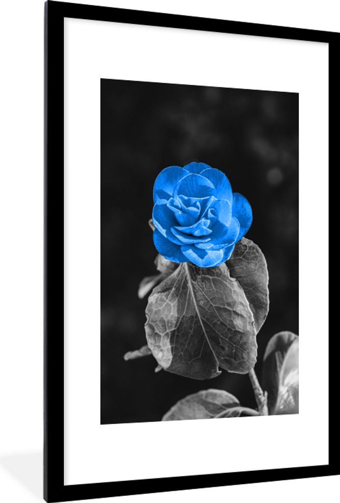 MuchoWow MuchoWow Gerahmtes Poster Blumen - Rose - Schwarz - Weiß - Blau 60x90 cm - Poster mit zchwarzem Bilderrahmen - Dekoration - Wandposte...