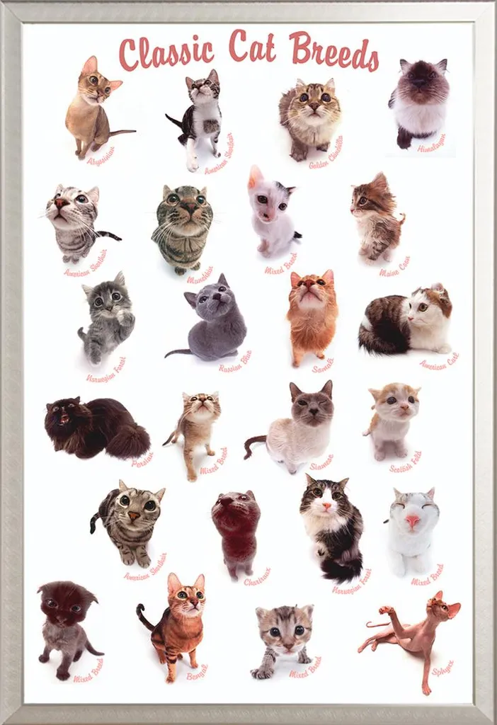 Décoration Murale Chats avec Cadre Aluminium Argent et Vitre Acrylique