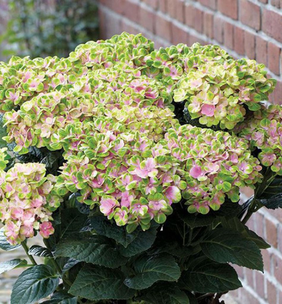 Bauern-Hortensie ́SWEET LIPS PINK ́, Cont. 4 l