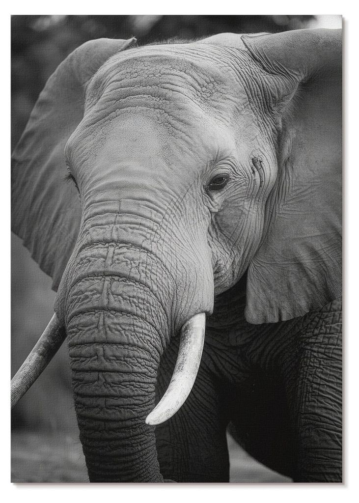 POSTER - 59x84 cm (A1) - Papaya - Eine Nahaufnahme eines Elefanten voller Frieden und Stärke. - Wandbild für Wohnzimmer Schlafzimmer & Flur, Mode...