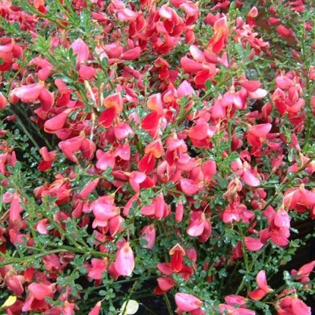 2 X Edelginster Boskoop Ruby / Cytisus | Kleinstrauch und Produktbild 