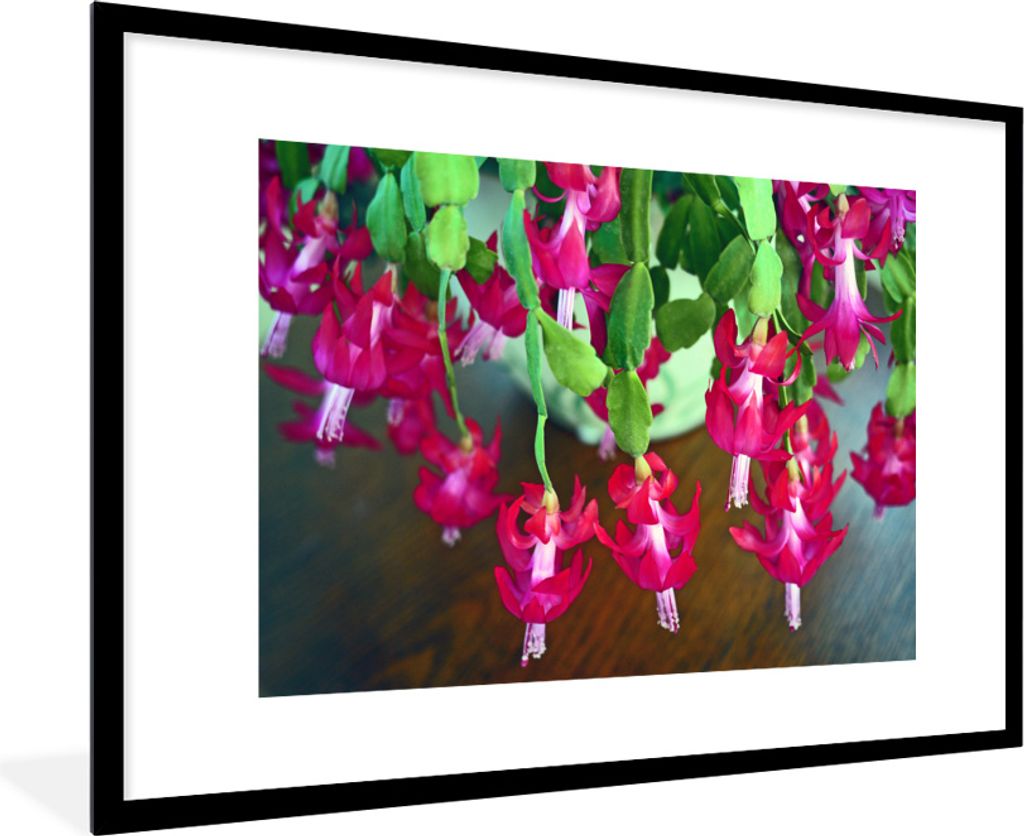 MuchoWow® MuchoWow® Gerahmtes Poster Lidkaktus in voller Produktbild 