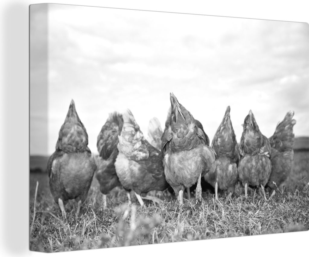 MuchoWow - Leinwandbilder - Hühner auf dem Feld - schwarz und weiß, Wandbild, Wanddeko Bilder Wohnzimmer, 60x40 cm