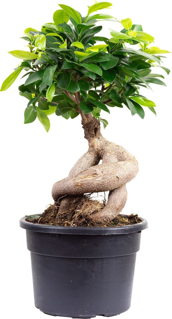Chinesische Feige - pflegeleichte Zimmerpflanze, Ficus Ginseng - Höhe ca. 40 cm, Topf-Ø 17 cm