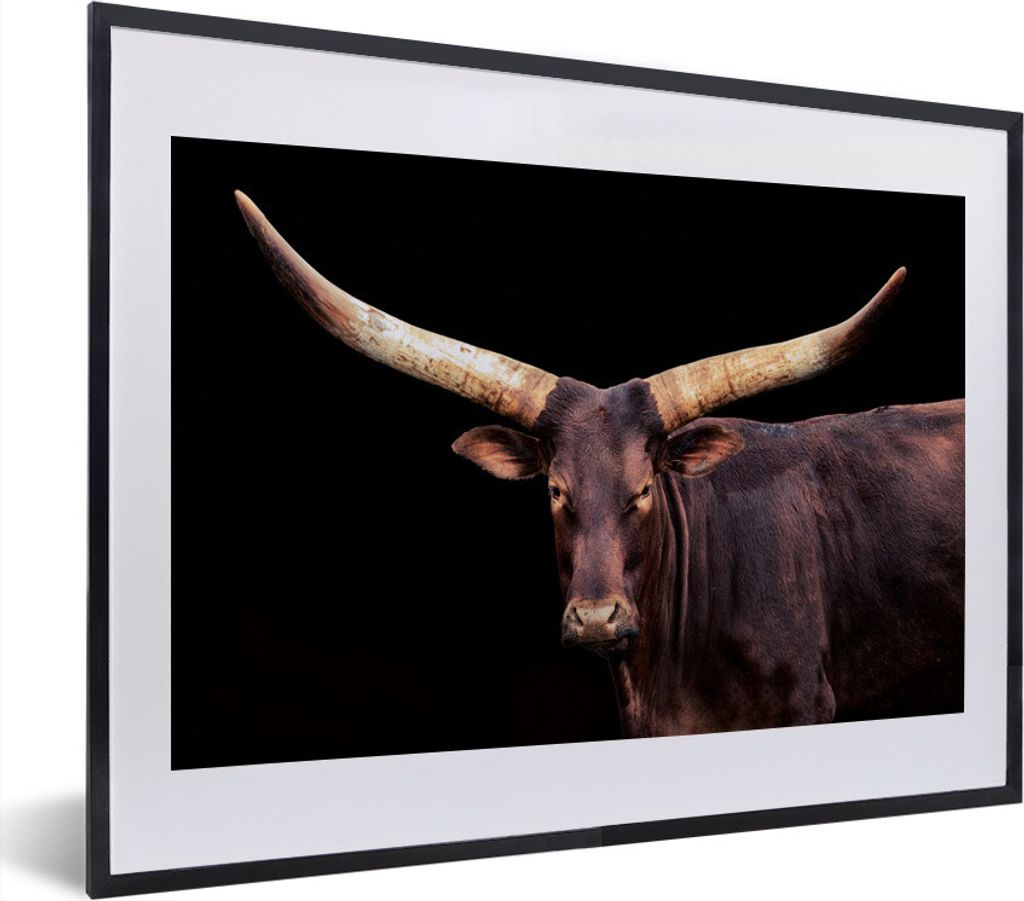 MuchoWow MuchoWow Gerahmtes Poster Kuh - Watussi - Schwarz 40x30 cm - Poster mit zchwarzem Bilderrahmen - Bilderrahmen - Poster im Rahmen