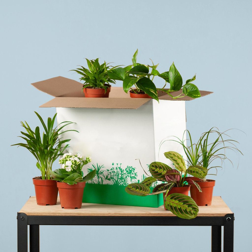 Zimmerpflanzen 6er Set – Save Me Box – Überraschungs-Zimmerpflanzen – Pflegeleicht & Vielseitig