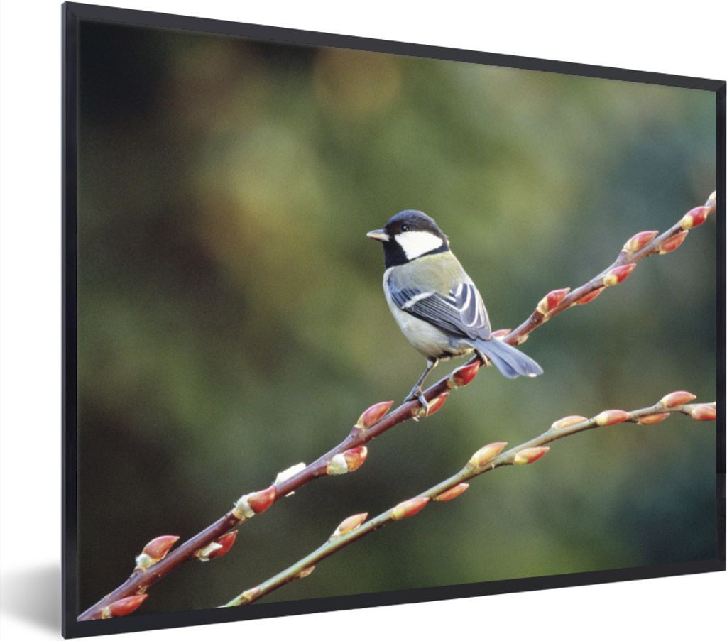 MuchoWow Gerahmtes Poster Dünne Zweige, auf denen eine Kohlmeise ruht 40x30 cm - Poster mit Schwarzem Bilderrahmen Wandposter Rahmen Foto Bilder...