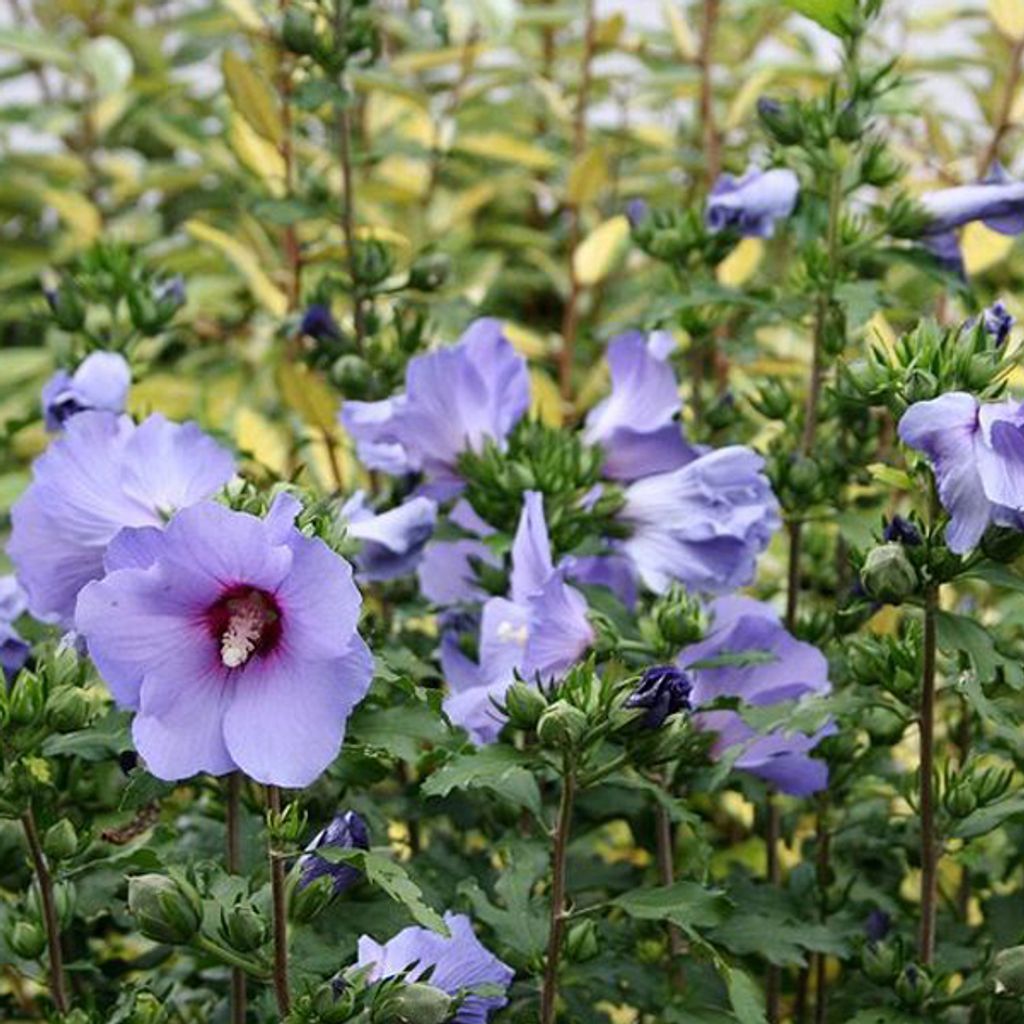 2 x ibišek syrský - Hibiscus syriacus 'Oiseau Bleu' | 40-60 Obrázek produktu 