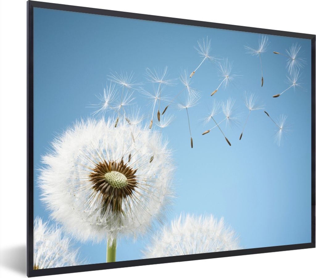 MuchoWow Gerahmtes Poster Löwenzahn, von dem die Samen weggeblasen werden 80x60 cm - Poster mit Schwarzem Bilderrahmen Wandposter Rahmen Foto Bi...