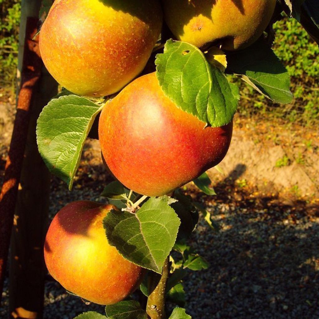 Winterapfel Roter Boskoop Apfelbaum Busch kleinbleibend saftig 2-jährig im Topf