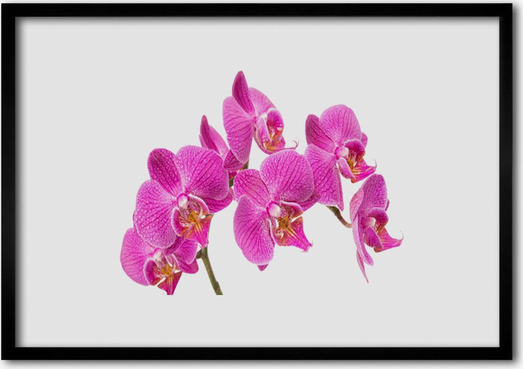 Bild 100x70 MDF-Rahmen Wandkunst Orchideen-Blumen-Natur