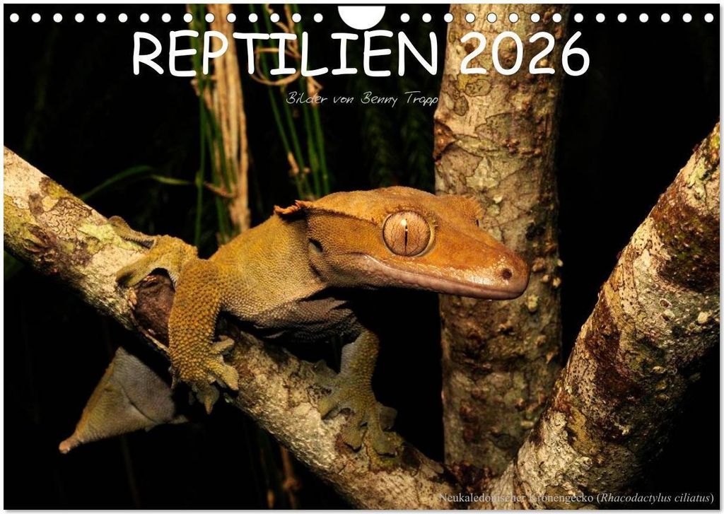 REPTILIEN (Wandkalender 2026 DIN A4 quer), CALVENDO Monatskalender