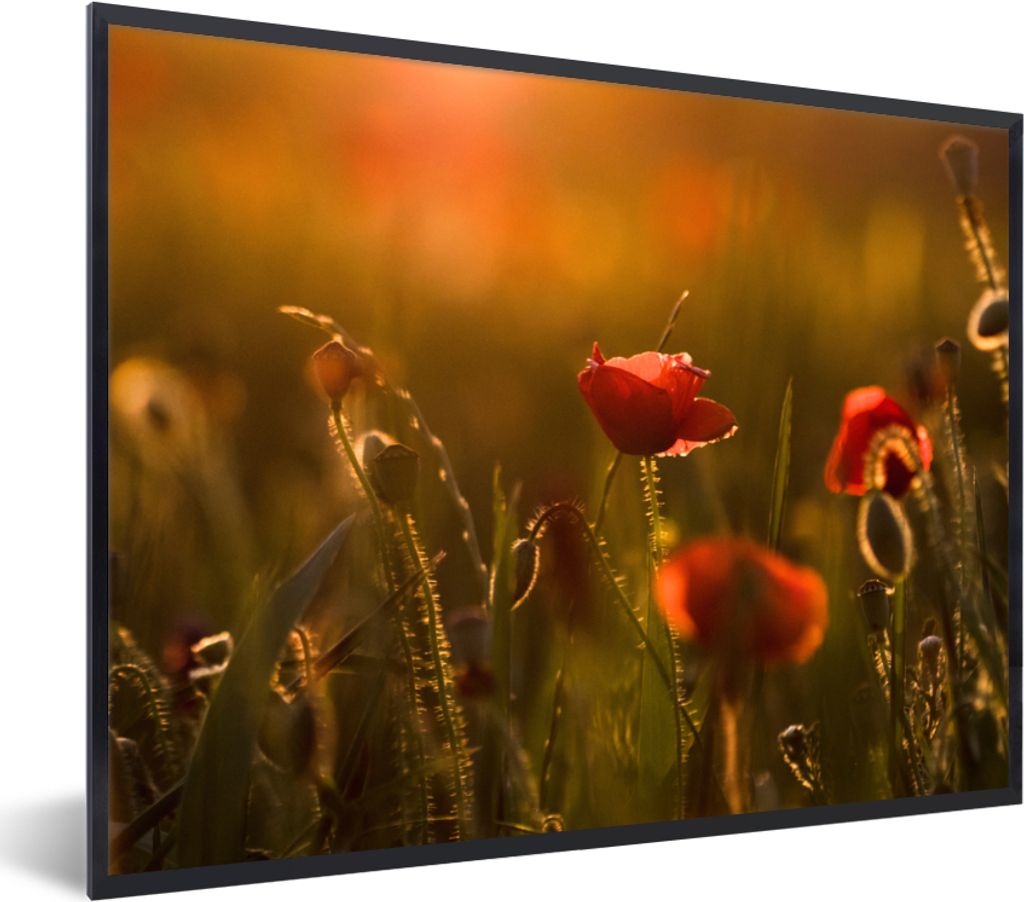 MuchoWow Gerahmtes Poster Mohn - Sonnenuntergang - Gold 80x60 cm - Poster mit Schwarzem Bilderrahmen Wandposter Rahmen Foto Bilder - Schwarzem - ...