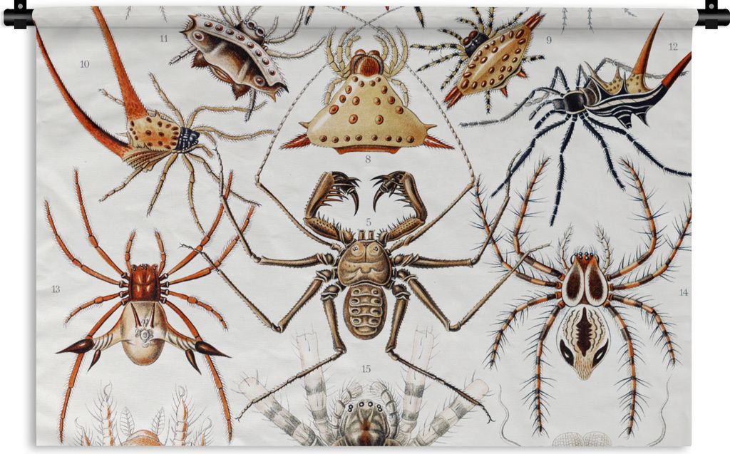 MuchoWow Wandteppich Wandbehang Retro - Spinne - Ernst Haeckel - Spinnen 120x80 cm Tapisserie Dekoration Wandtuch - Wanddekorationen - Wandtücher