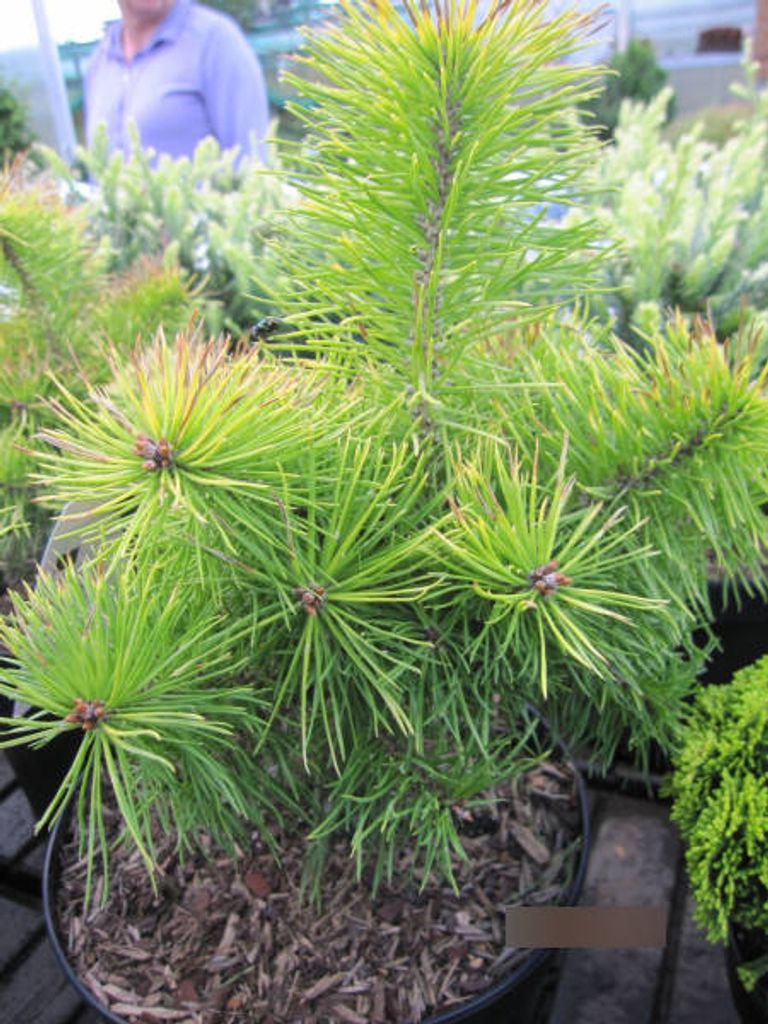 Pinus sylvestris Trollguld - Zwergkiefer Trollguld - 15-20cm