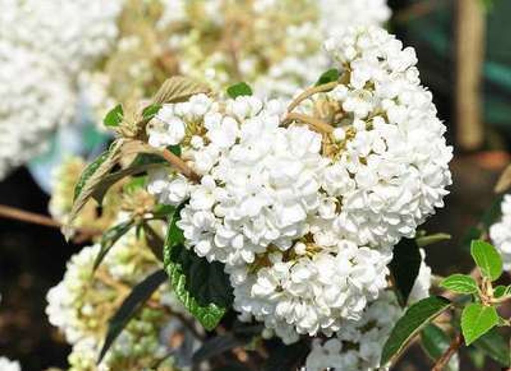 Viburnum 'Eskimo' - Snowball 30- 40 cm - pojemnik Zdjęcie produktu 
