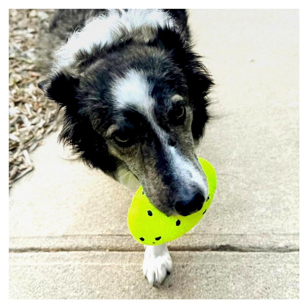 Reflex Fußball Hundespielzeug, robust, flexibel, Sprungmaterial