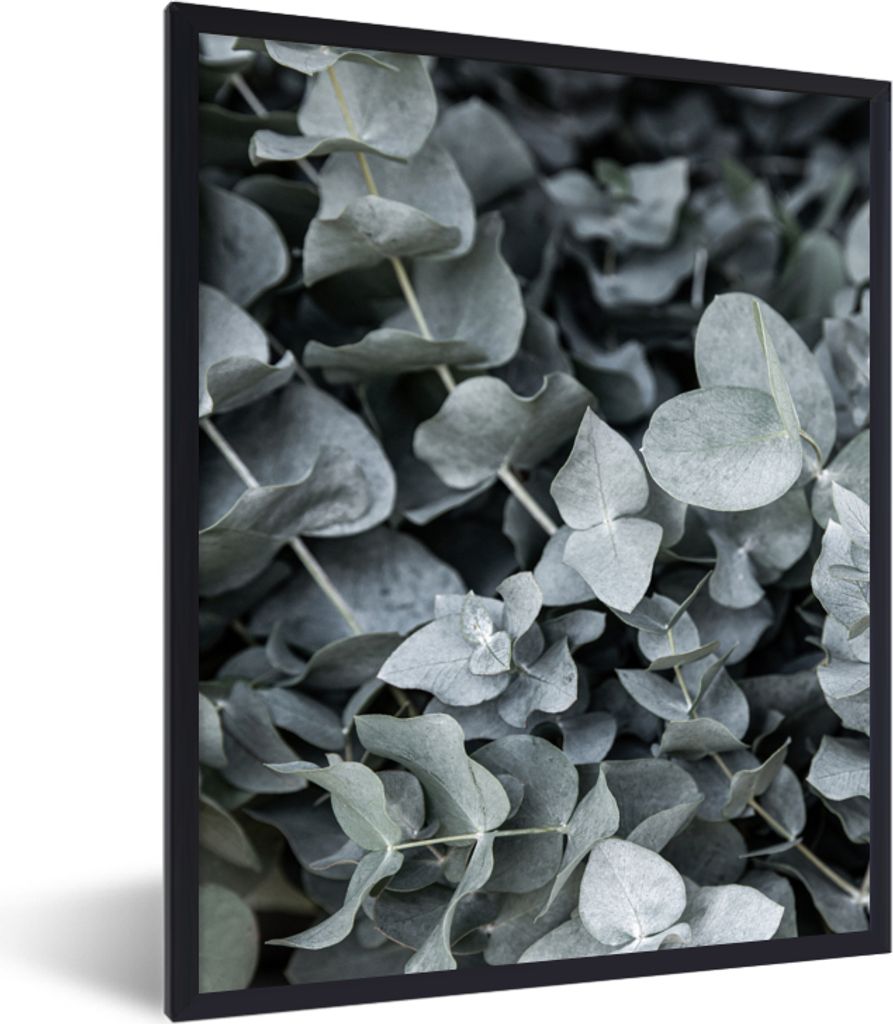 MuchoWow Gerahmtes Poster Natur - Pflanzen - Eukalyptus - Blätter 60x80 cm - Poster mit Schwarzem Bilderrahmen Wandposter Rahmen Foto Bilder - P...