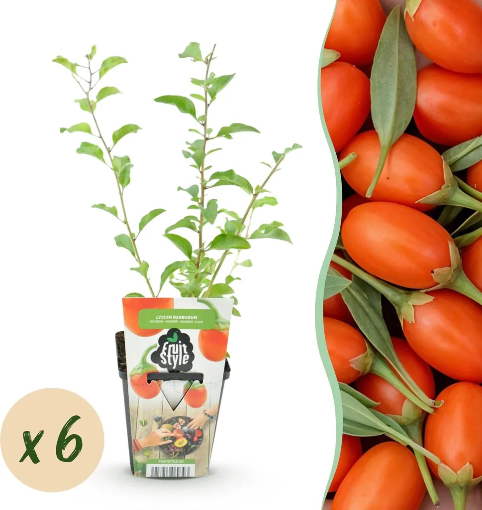 Arbuste Fruitier pour Sol Difficile : 6 Plants de Goji Ultra-Résistants