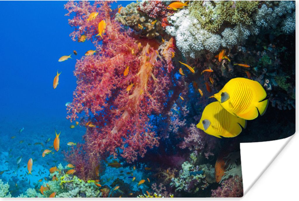 MuchoWow Poster Koralle mit zwei gelben Fischen 180x120 cm - Fotoplakat
