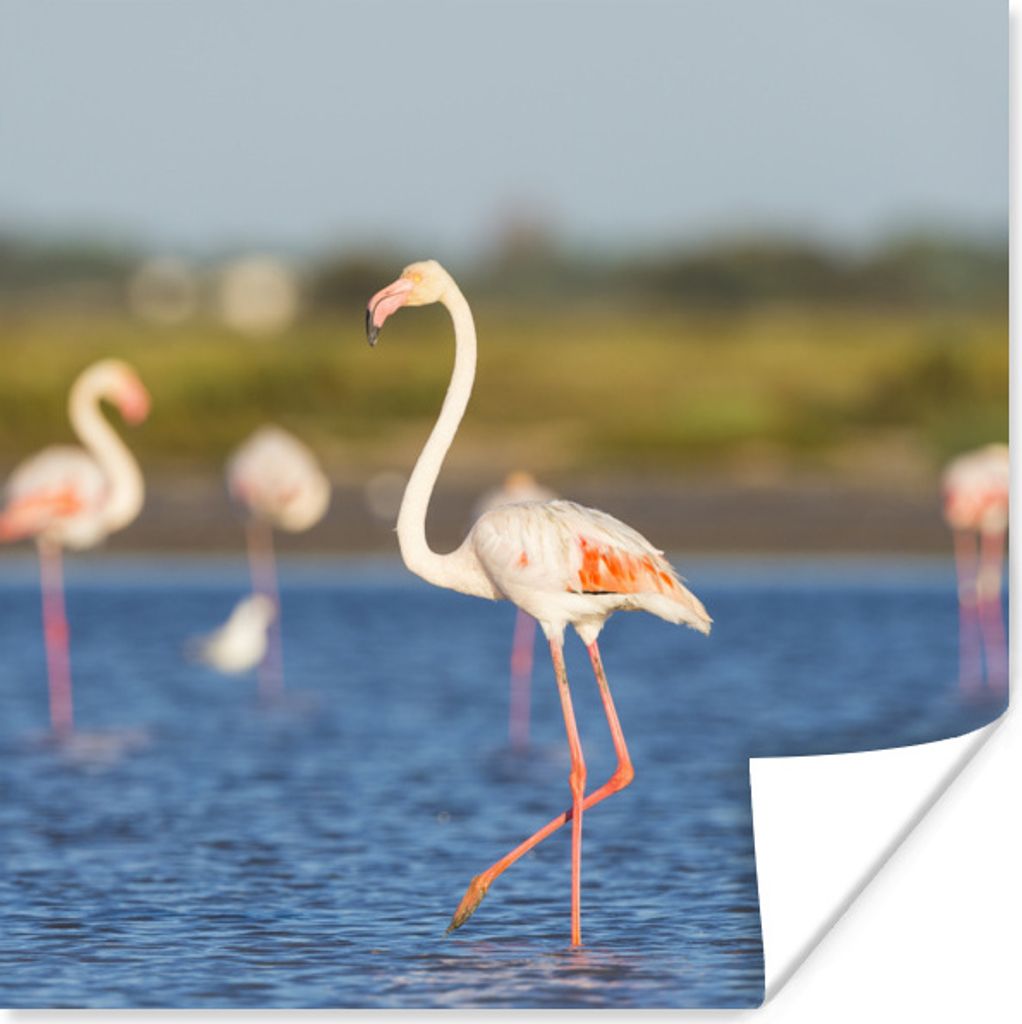 MuchoWow Poster Eine Gruppe von Flamingos im Wasser 50x50 cm - Wohnzimmerdekoration