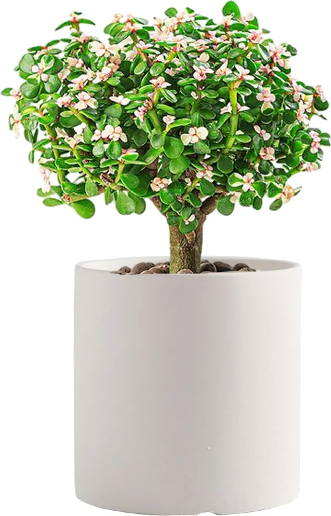 Pot Céramique Anti-Pourrissement pour Plantes, Beige Unicolore 14 cm