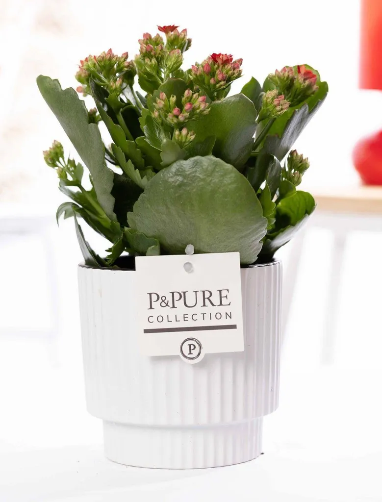 Plante Durable Kalanchoé Rouge : Déco sans Entretien en Pot Céramique
