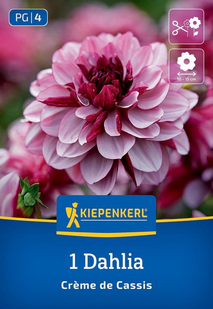 Kiepenkerl Seerosen-Dahlie Creme de Cassis Dahlia x Hybrida Produktbild 