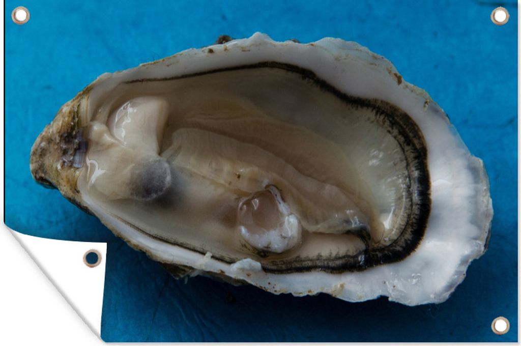 MuchoWow 120x80 cm Outdoor-Poster Gartendeko Sichtschutz Garten Poster für den Garten Normandie-Austern