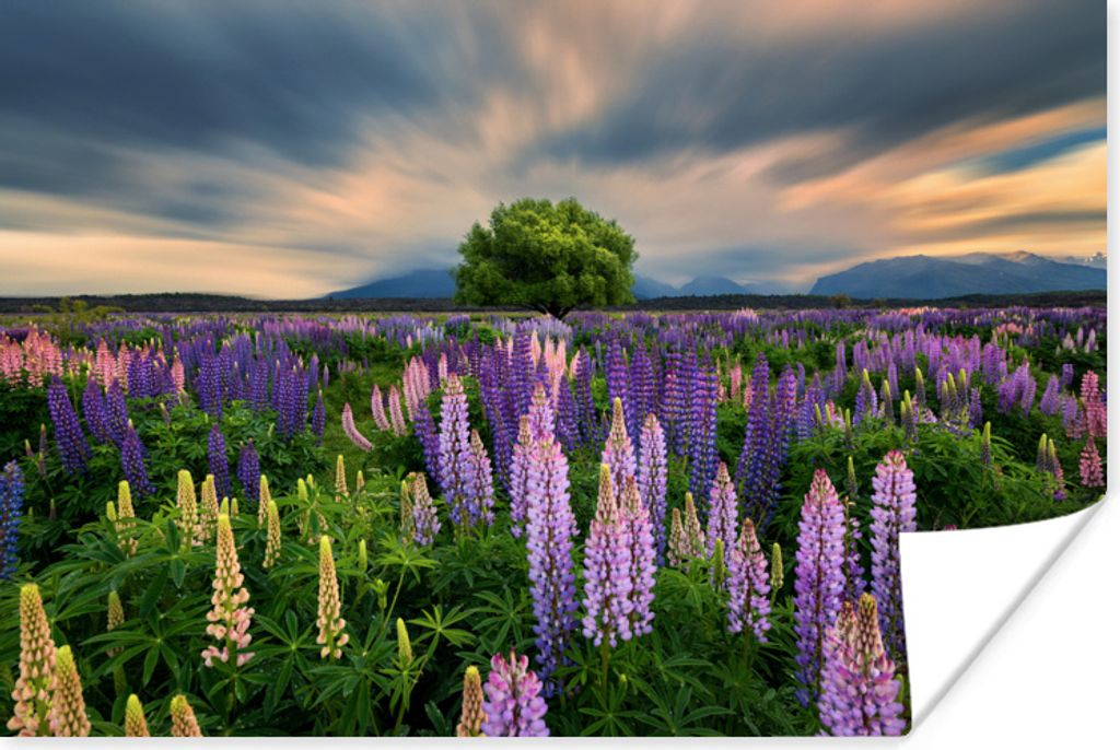 MuchoWow® Poster Blumenfeld - Lupinen - Sonnenuntergang Produktbild 