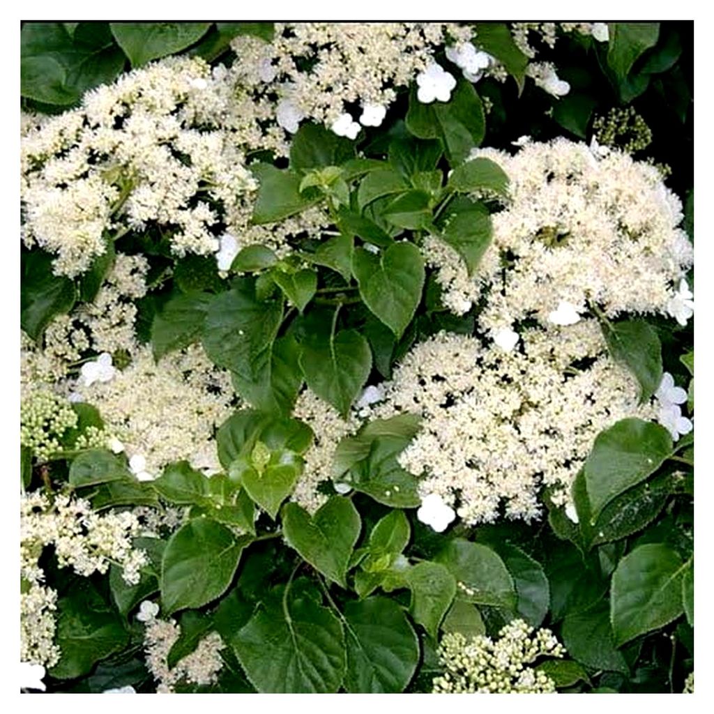 Hortensie 'Petiolaris' Kletternde Laubstrauch - Winterharte Pflanze Im Topf