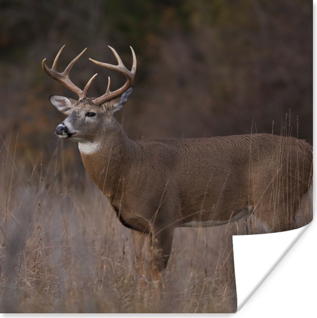 MuchoWow Poster Herbst - Hirsche - Gras - Natur - Tiere 50x50 cm - Wohnzimmerdekoration