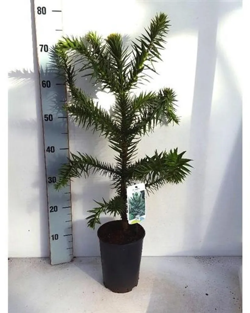 Désespoir des singes 60 cm - Conifère d'ornement Araucaria des Andes