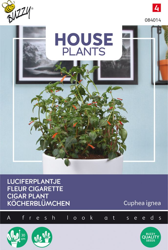 Buzzy House Plants Cuphea Samen - Ca. 0,1 gr | Buzzy_084014