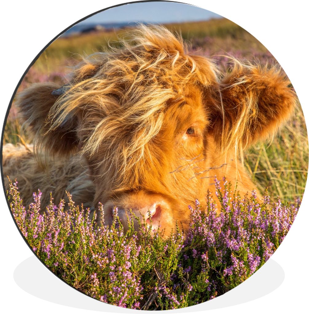 MuchoWow Aluminium Wandkreis Schottische Highlander - Heide - Gras - Tiere Ø 90 cm Wanddeko Modern Wohnzimmer - Mauerkreis - Wandbilder - Runde ...