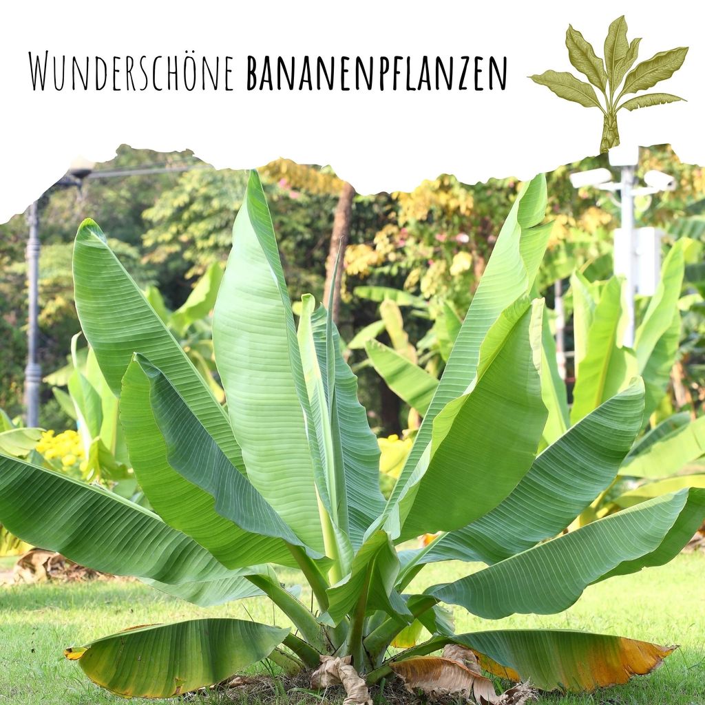 Große Essbanane Samen (Musa x paradisiaca) - | Kaufland.de